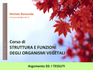 03 - I Tessuti File - Progetto e