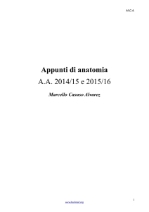 Anatomia 1 - Marcello