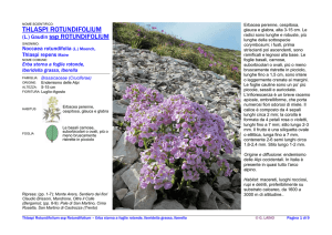 T\Thlaspi Rotundifolium ssp Rotundifolium