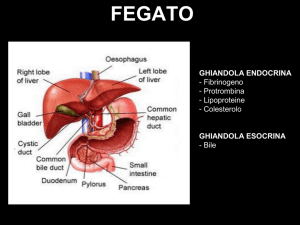 ESERCITAZIONE 2 (in Aula) - Fegato-Pancreas