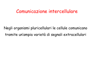 Diapositiva 1 - e