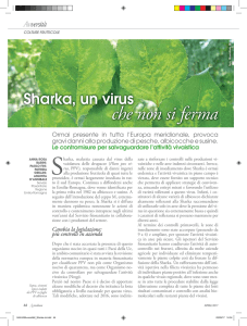 Colture frutticole - Sharka, un virus che non si ferma. Anna Rosa
