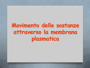 lezioni gruppo 6 proteine trasporto 12