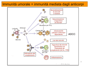 Immunità umorale = immunità mediata dagli anticorpi