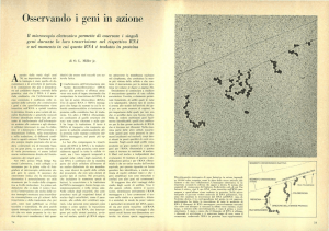 Osservando i geni in azione