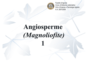 Angiosperme (Magnoliofite) 1