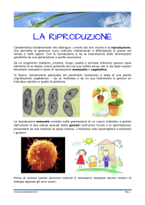 la riproduzione - giuseppestablum