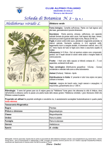 SCHEDA N. 2 Helleborus viridis