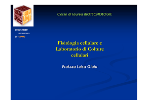 nucleo e ciclo cellulare File - Progetto e