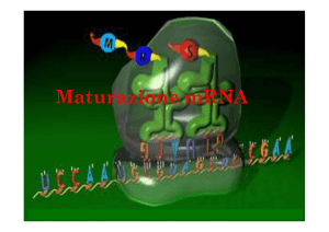 Splicing e maturazione mRNA - e