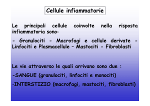 Cellule infiammatorie