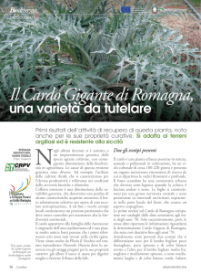 Il Cardo Gigante di Romagna - Agricoltura Regione Emilia