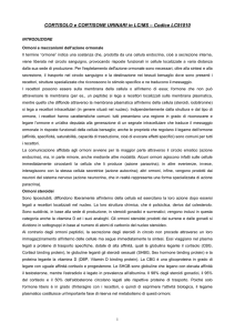 CORTISOLO e CORTISONE URINARI in LC/MS – Codice LC91010