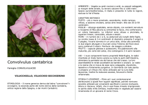 Convolvulus cantabrica