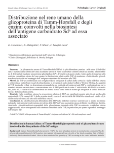 Distribuzione nel rene umano della glicoproteina di Tamm