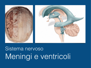 Meningi e ventricoli