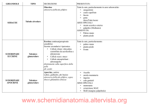 www.schemidianatomia.altervista.org