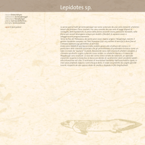 Lepidotes sp (PDF 405 KB)
