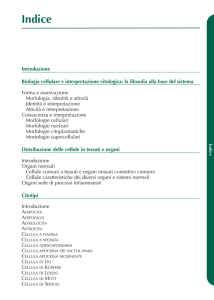 copiainiziali IX:15x21