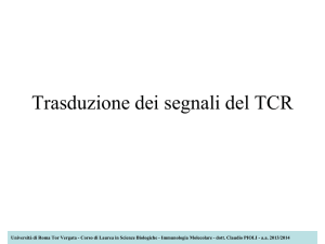 TCR: trasduzione del segnale