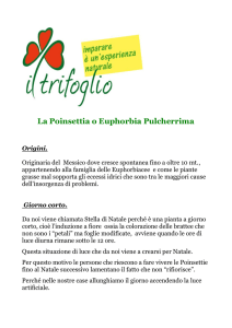 La Poinsettia o Euphorbia Pulcherrima