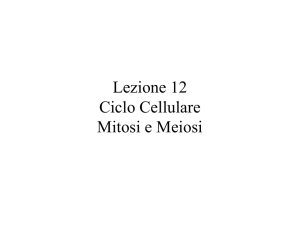 Lezione 12 Mitosi e Meiosi - Pagina personale di Maria Pia Di