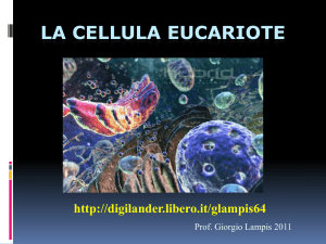 la cellula eucariote