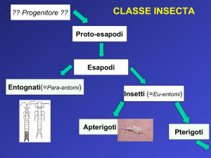 Classificazione