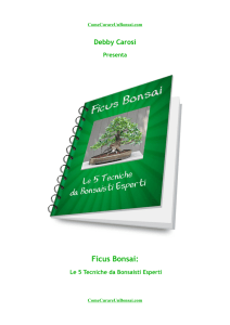 Ficus Bonsai - Come Curare Un Bonsai