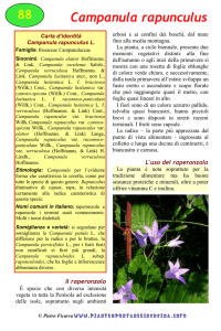 Campanula rapunculus - Piante spontanee in cucina.info