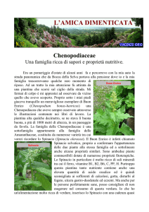 Numero 10: Chenopodiaceae - Sapori e proprietà