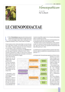 Homoeopathicum - Le Chenopodiaceae
