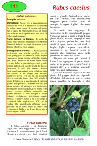 Rubus caesius - Piante spontanee in cucina.info