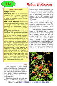 Rubus fruticosus - Piante spontanee in cucina.info