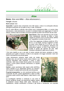 Nome: Aloe vera Miller – Aloe arborescens L.
