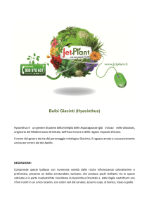 Bulbi Giacinti Hyacinthus (news www.b2b.jetplant.com)