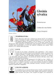 Gloxinia sylvatica.indd
