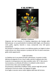 calathea - Progetto CHOPIN