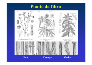 fibre fitoliti e impronte - Corsi di Laurea in scienze per i beni culturali