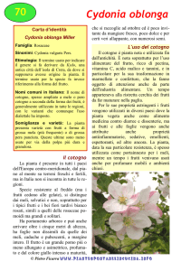 Cydonia oblonga - Piante spontanee in cucina.info