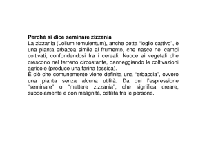 Perché si dice seminare zizzania La zizzania (Lolium temulentum