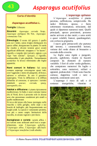 Asparagus acutifolius - Piante spontanee in cucina.info
