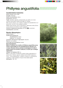 Phillyrea angustifolia/////////////// Phillyrea angustifolia