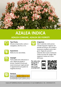 Kit Garden - Azalea indica
