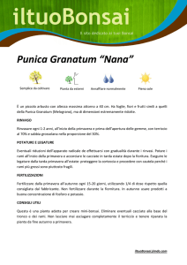 Punica Granatum “Nana”
