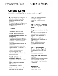 Coleus Kong
