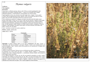 Thymus vulgaris - CEA Bernalda e Metaponto