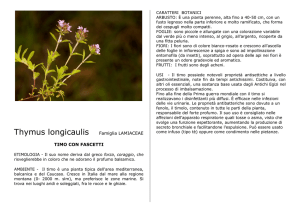 Thymus longicaulis Famiglia LAMIACEAE