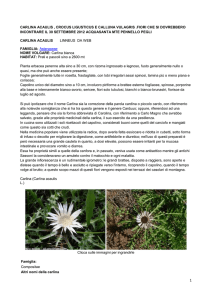 carlina acaulis , crocus ligusticus e calluna vulagris .fiori