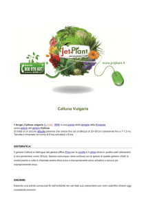 Calluna Vulgaris (news www.jetplant.com)